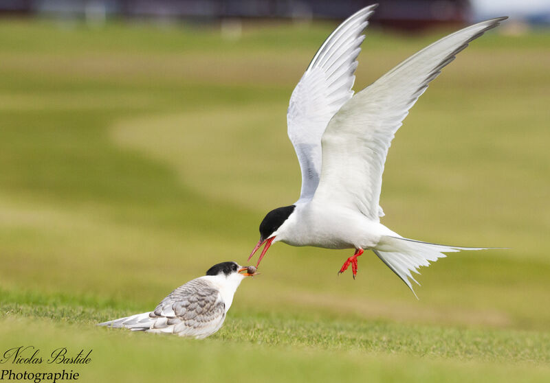 Arctic Tern, Flight, eats