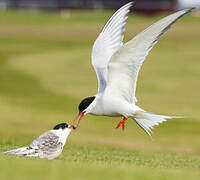 Arctic Tern