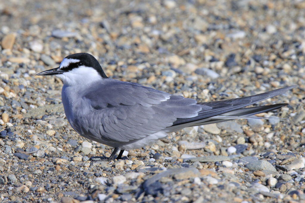 Aleutian Tern