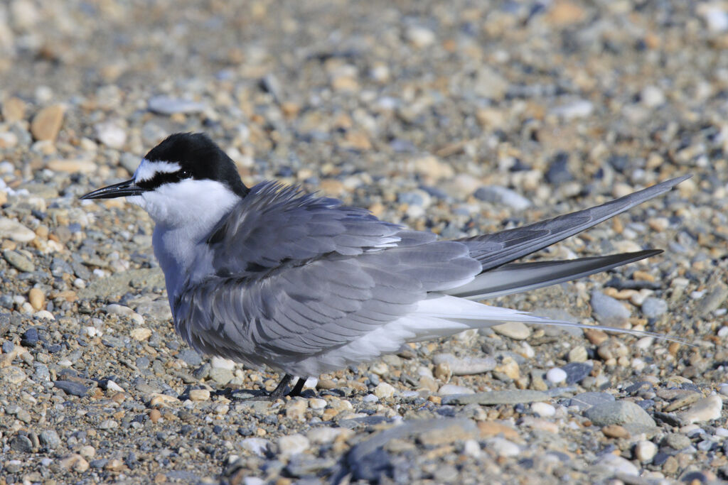 Aleutian Tern