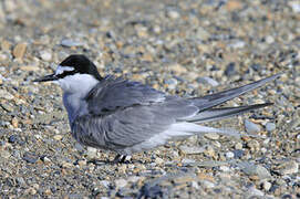 Aleutian Tern