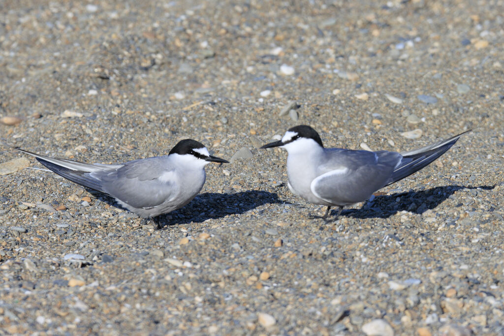 Aleutian Tern