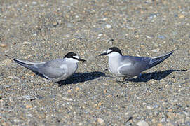 Aleutian Tern