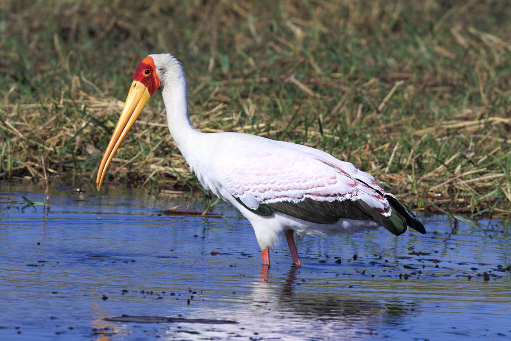 Yellow-billed Stork