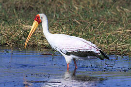 Tantale ibis