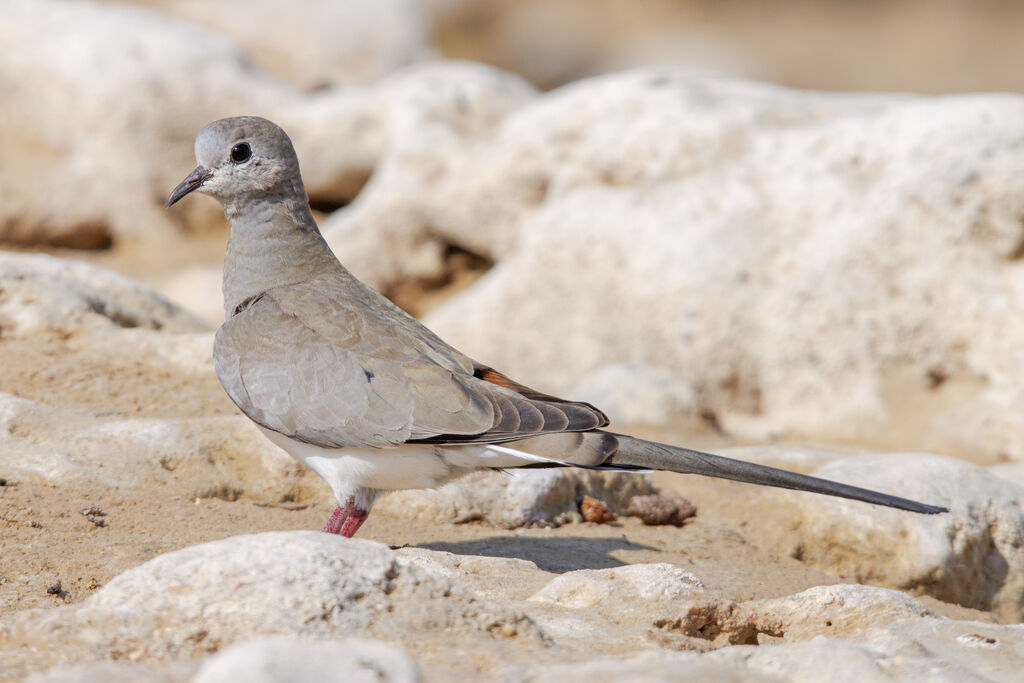 Namaqua Dove