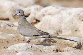 Namaqua Dove