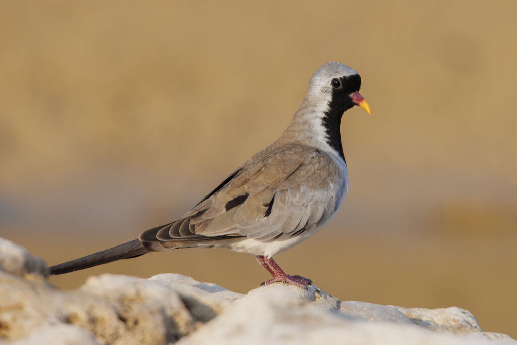 Namaqua Dove