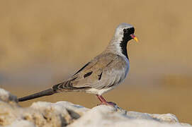 Namaqua Dove