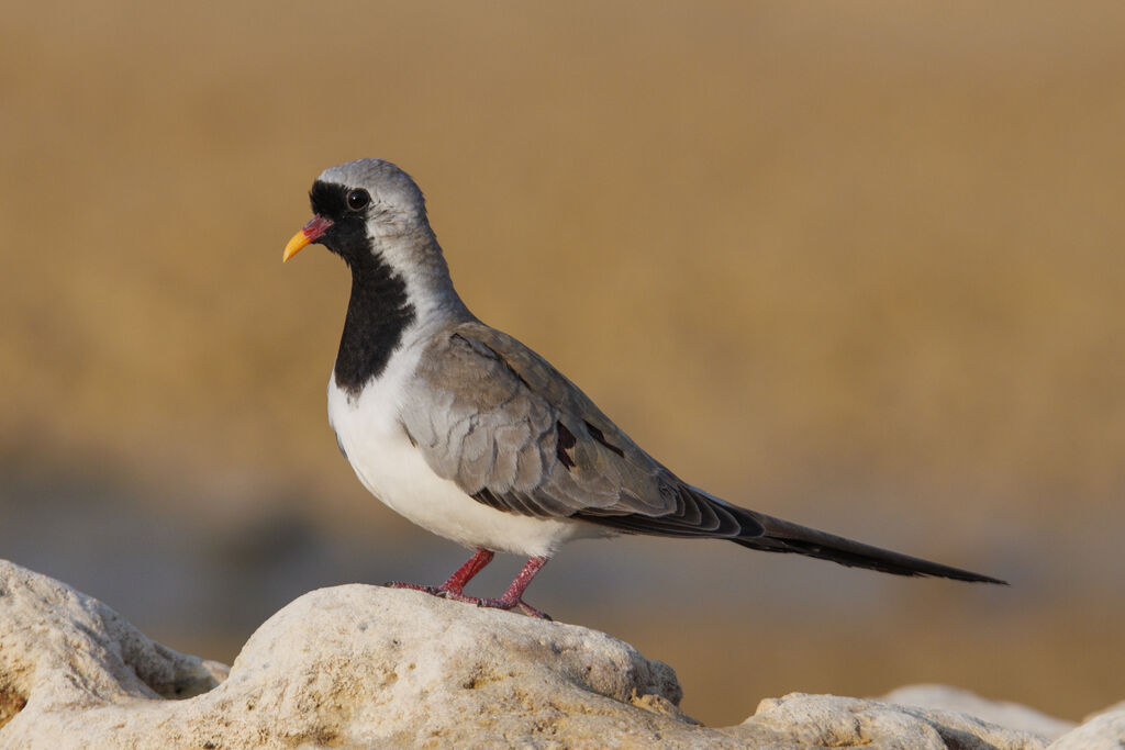 Namaqua Dove