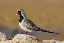 Namaqua Dove