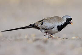 Namaqua Dove