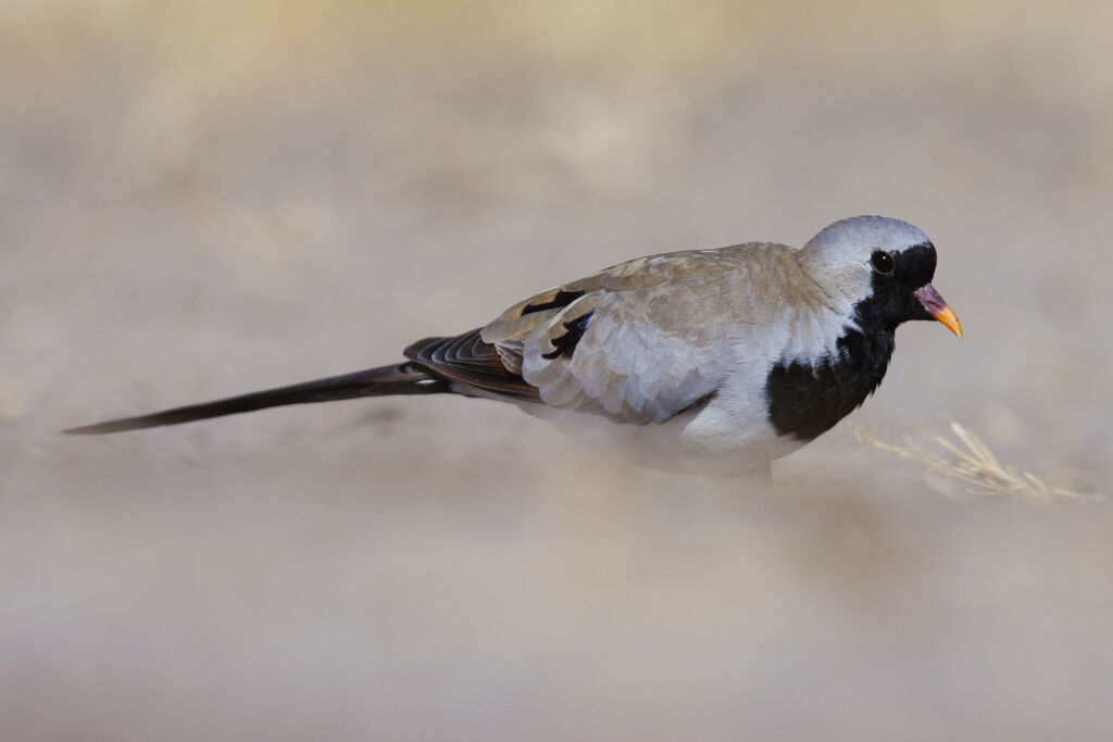 Namaqua Dove