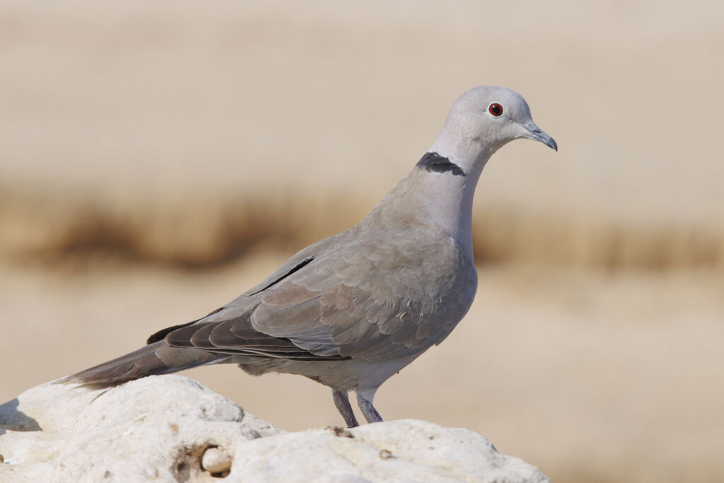 African Collared Dove