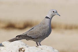 African Collared Dove