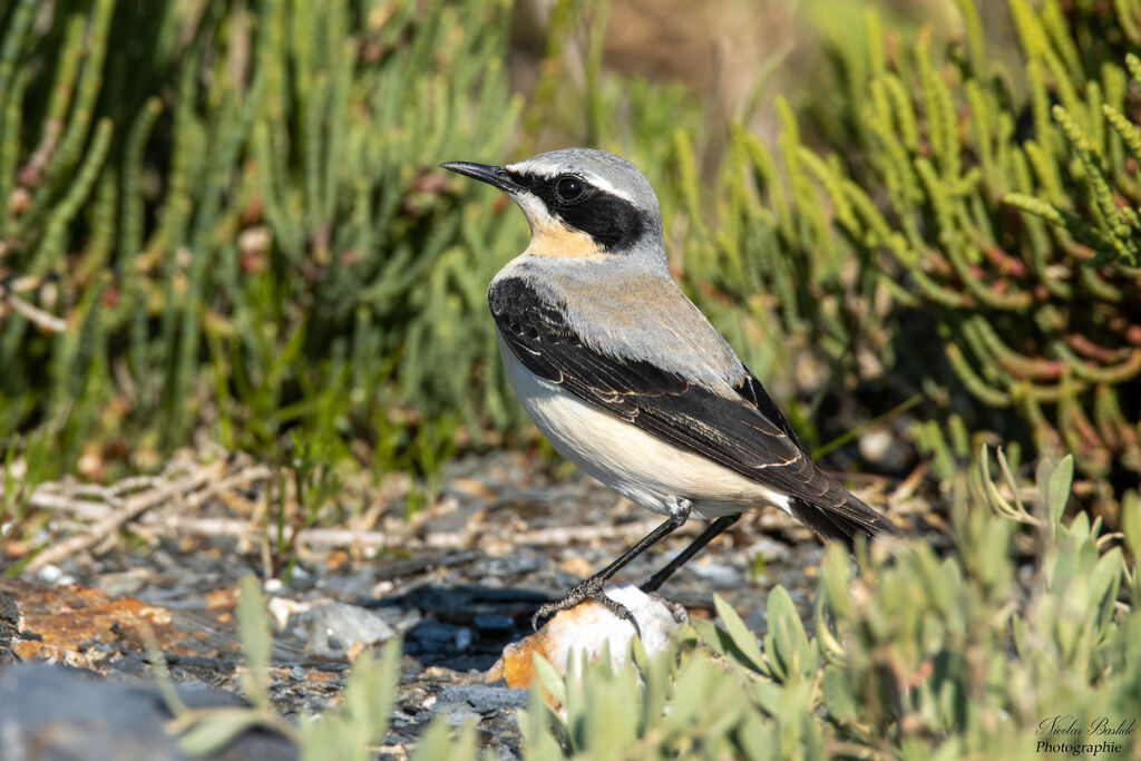 Northern Wheatear