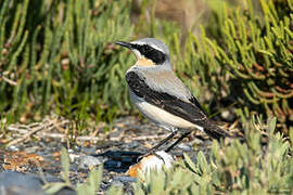 Northern Wheatear