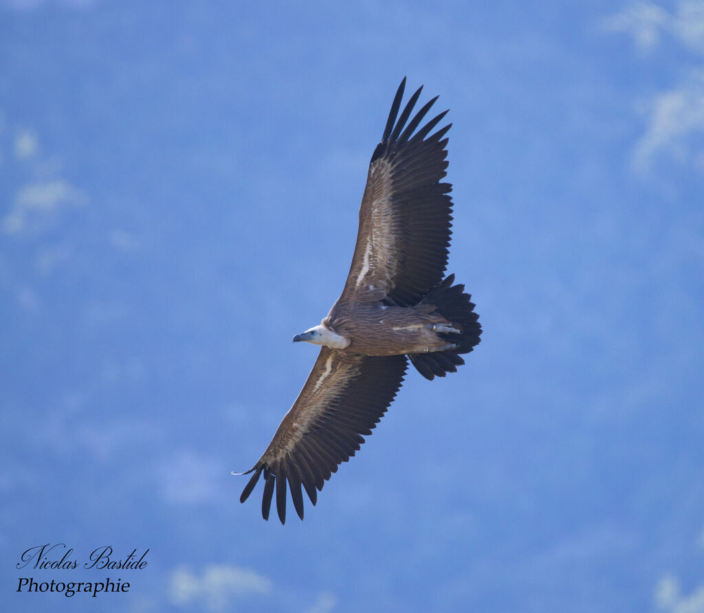 Griffon Vultureadult transition, identification, aspect, Flight