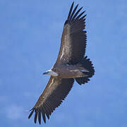 Griffon Vulture