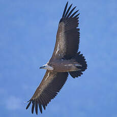 Vautour fauve