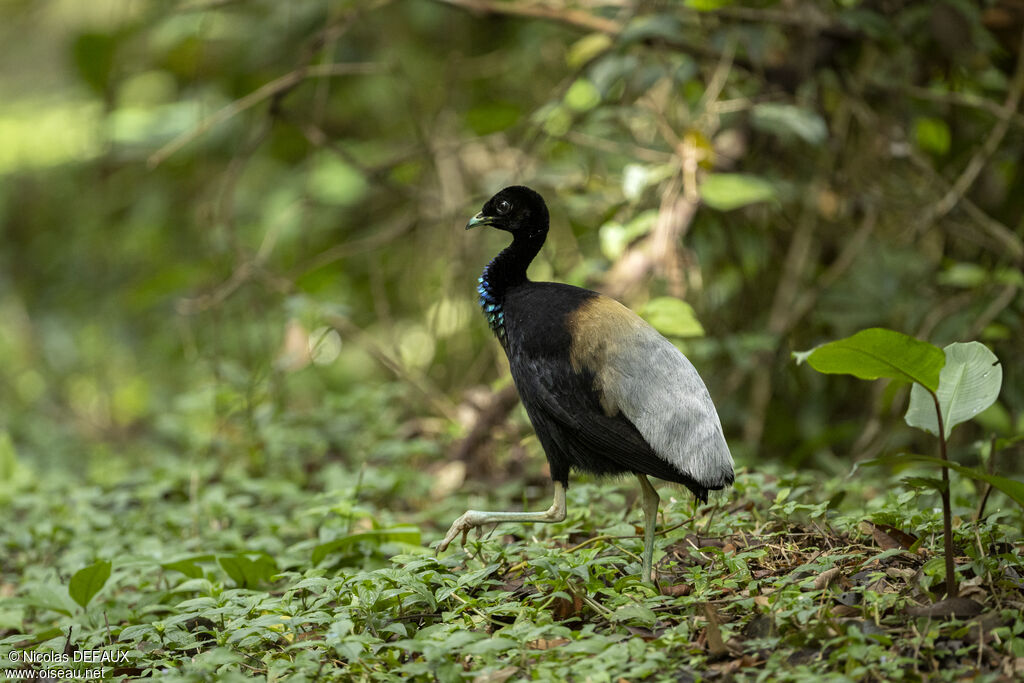 Grey-winged Trumpeteradult, close-up portrait, walking