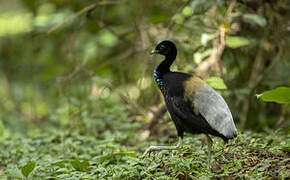 Grey-winged Trumpeter