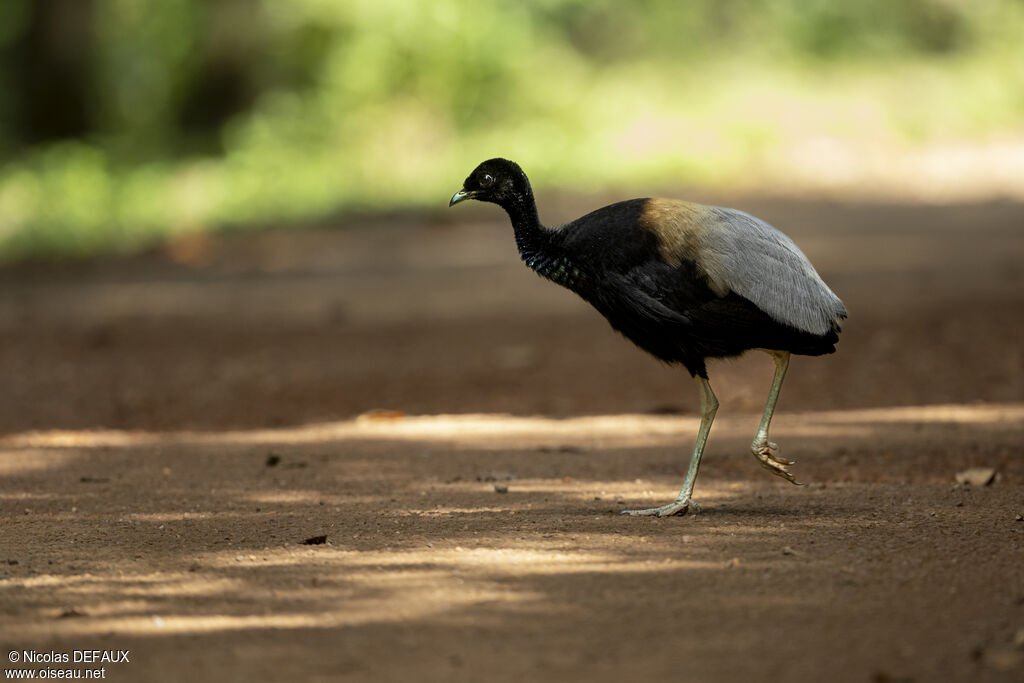 Grey-winged Trumpeteradult, close-up portrait, walking