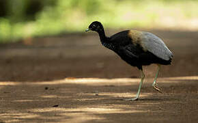 Grey-winged Trumpeter