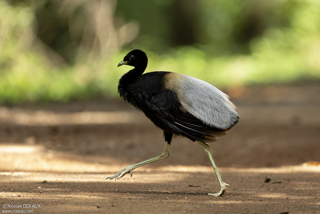 Grey-winged Trumpeteradult, close-up portrait, walking