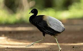 Grey-winged Trumpeter