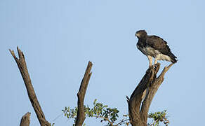 Martial Eagle