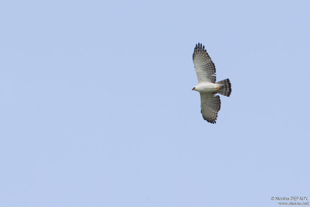 Black-and-white Hawk-Eagle