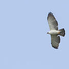 Aigle noir et blanc