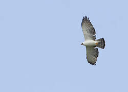 Black-and-white Hawk-Eagle