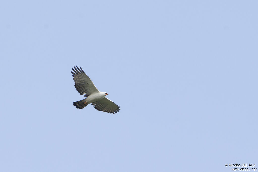 Aigle noir et blanc