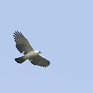 Aigle noir et blanc