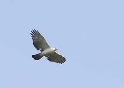 Aigle noir et blanc