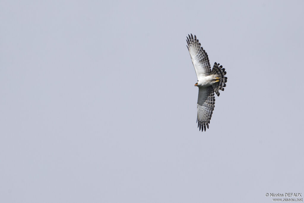 Black-and-white Hawk-Eagleadult, Flight