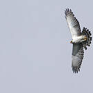 Aigle noir et blanc