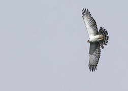 Black-and-white Hawk-Eagle