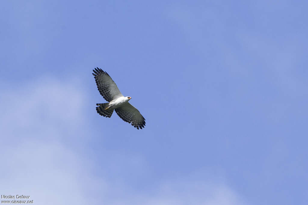 Aigle noir et blancadulte, Vol