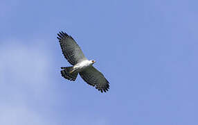 Aigle noir et blanc