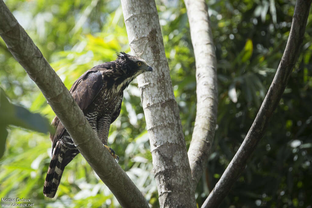 Aigle tyranimmature, identification