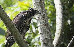 Black Hawk-Eagle