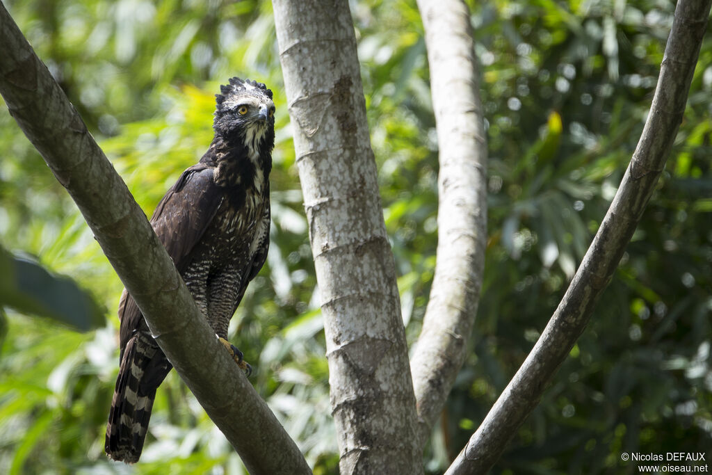 Black Hawk-Eagle