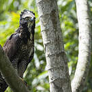 Aigle tyran