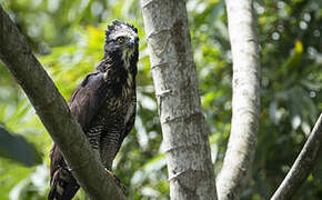 Black Hawk-Eagle