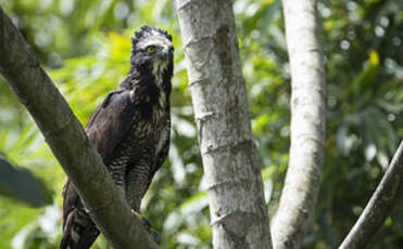 Aigle tyran