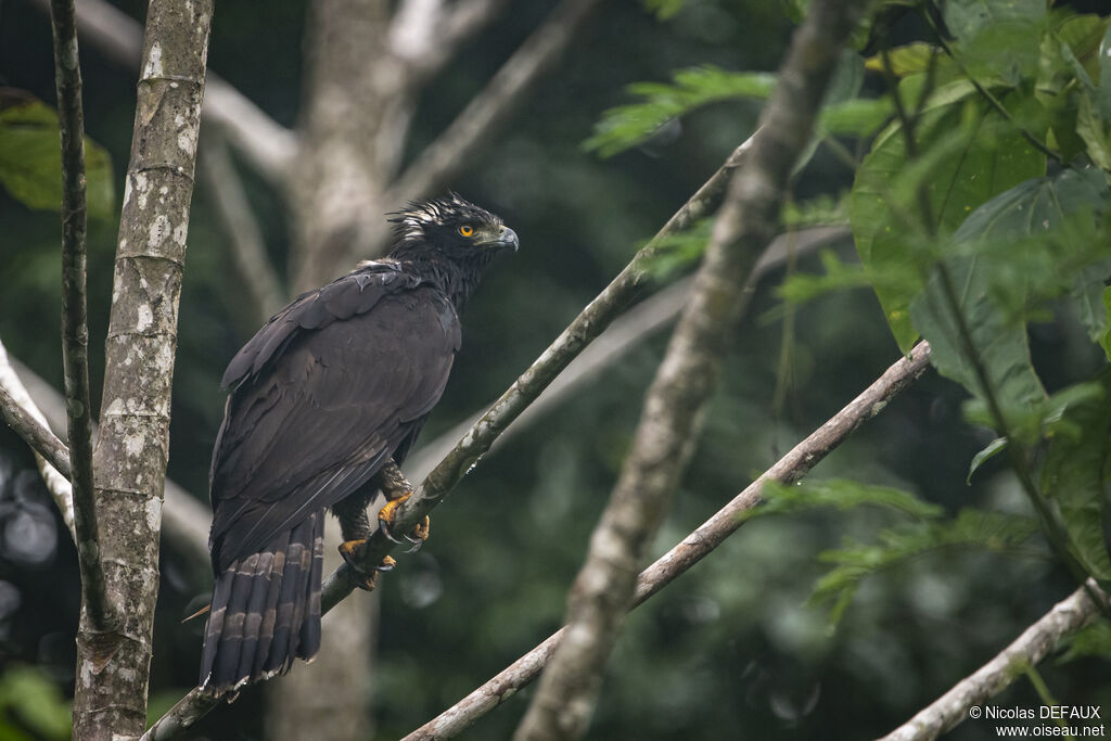 Black Hawk-Eagle, close-up portrait