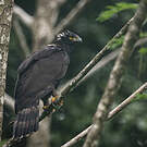 Aigle tyran
